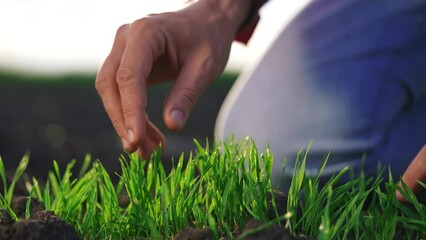 Sticker - agriculture farmer hand. man farmer working in the field inspects the crop wheat germ natural a farming. harvesting concept. farmer hand business touches green wheat crop germ agriculture industry