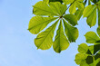Horse chestnut leaf over blue sky