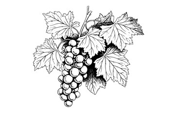 Wall Mural - Hand drawn ink sketch of grape on the branch. Engraving style vector illustration.
