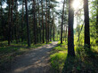 Summer forest at sunrise time with tall trees and green grass. Long shadows and lited area of the ground