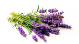 Fototapeta  - Bouquet of lavender. Provence. Branches of lavender. Purple flowers. France. lavender flowers