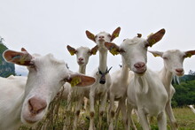 Funny animal photo. Many curious  goats stare at the camera during hiking trip. Small mountain farm in Triglav national park near to Lake Bohinj. Slovenia.