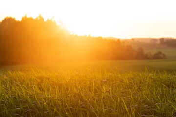 sunrise over the field of grass 