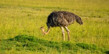 Female Ostrich Walking In The Tall Grass