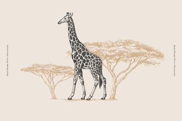 Wall Mural - Giraffe on a background of acacia in engraving style. Wild animal of the African savanna on a light background. Hand drawn vector retro illustration.