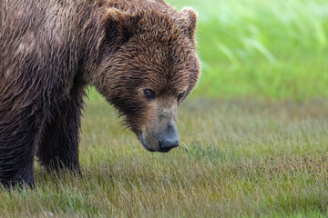 Wall Mural - meadows