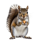 Eastern grey squirrel eat nut, hold nut, transparent background