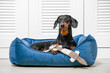 Adult dog lies on floor in cozy blue couch proud sad look, long neck, bored alone, waiting for owner tired of playing with soft toy Gifts, goods for pet. dachshund is bored at home, asks for attention