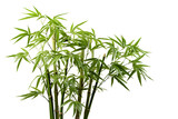 Fototapeta Sypialnia - Bamboo, white isolated background. professional photography PNG