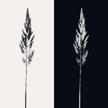 Abstract Composition In Grunge Style. Silhouette Of A Plant On A Light And Black Background. Dry Wild Plant (fluffy Spikelet). Element For Decor, Imprint Effect.