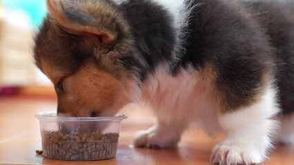 Wall Mural - Close up Adorable Corgi Pembroke Puppy Eating Dog Food From Plastic Bowl.