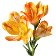 Freesia, isolated on transparent background. 