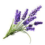 Lavender isolated on white png transparent background