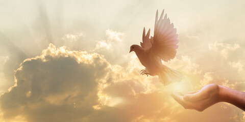 white dove flying happily on praying hand , hope and freedom concept.
