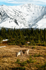 Wall Mural -  Lone Alaskan Caribou