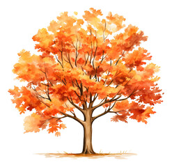 Wall Mural - Watercolor drawing of an autumn tree, hand drawn illustration isolated.