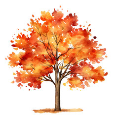 Wall Mural - Watercolor drawing of an autumn tree, hand drawn illustration isolated.