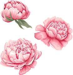 Wall Mural - Vector flowers on white background. Pink flowers of peonies. Watercolor style . Vector illustration