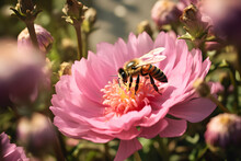A Bee Collects Pollen From Flowers In The Garden
