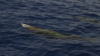 Wall Mural - cuvier beaked whale mother and calf, slow motion footage