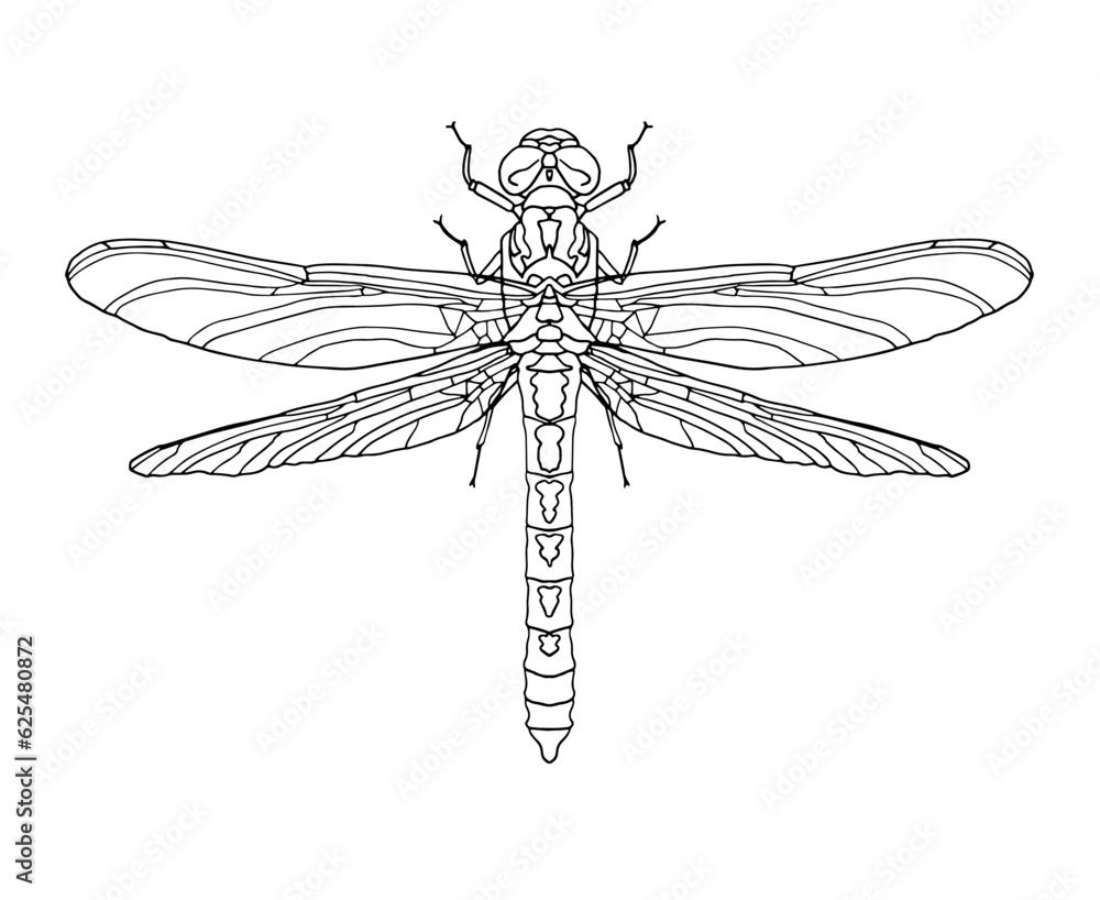 Dragonfly Isolated On White Background With Open Wings Top View dragonfly-isolated-on-white-background-with-open-wings-top-view