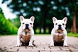 Two cute french bulldog sitting on the ground in the park.