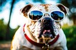 Funny english bulldog dog in sunglasses on the nature background.
