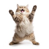 Happy cat in white background, AI generated Image