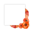 © Elena - Watercolor square frame composition with hand drawn summer bright red poppy flowers. Isolated on white background. Design for invitations, wedding, love or greeting cards, paper, print, textile