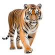 © thilina - Tiger looking forward full body shot on transparent background cutout - Generative AI