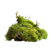 Green Moss Isolated On Transparent Background Cutout