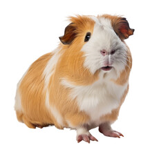 Country Pig Isolated On Transparent Background Cutout