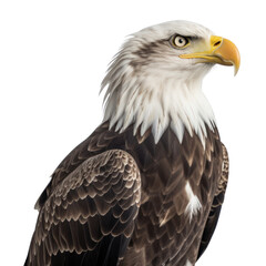 Wall Mural - american bald eagle isolated on transparent background cutout