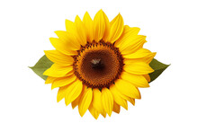 An Illustration Of A Sunflower Isolated On A White Background, Generative Ai