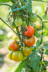 Wall Mural - eco products. natural food home garden tomatoes ripen in the garden on a sunny day. agricultural culture.