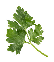 Wall Mural - parsley isolated. png file