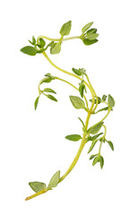Wall Mural - Fresh thyme spice isolated. png file