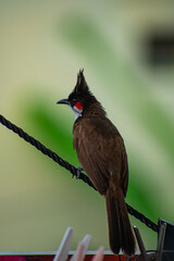 Wall Mural - red whiskered bulbul on fence