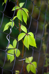 Wall Mural - Green plants in summer garden