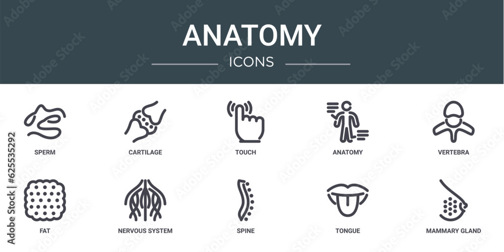 set of 10 outline web anatomy icons such as sperm, cartilage, touch ...