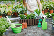 © nazariykarkhut - Close up of young woman transplants plants and takes care of flowerpots in greenhouse.