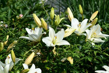 Wall Mural - beautiful colorful lily flowers grow in the garden during summer