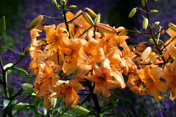 Wall Mural - beautiful colorful lily flowers grow in the garden during summer