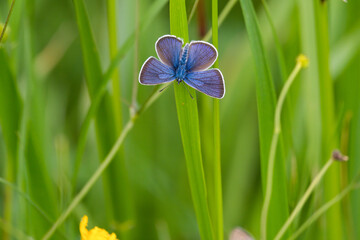 Wall Mural - a lycaenidae - butterfly on green grass at a summer morning on the mountains