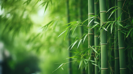 Poster - closeup of bamboo forest trees and leaf