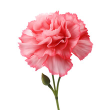 Pink Carnation Flower Isolated On White Png Transparent Background