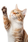 cat giving high five, isolated on white