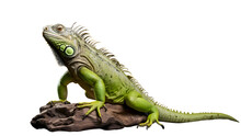 Green Iguana Isolated On Transparent Background