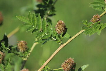 Wall Mural - Glycyrrhiza glabra. Flower of a licorice bush.