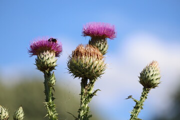 Wall Mural - Cynara cardunculus. Purple cardoon flowers in garden. Close up.